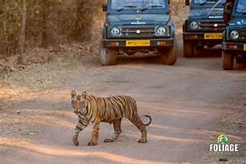 Bandhavgarh Safari Tour
